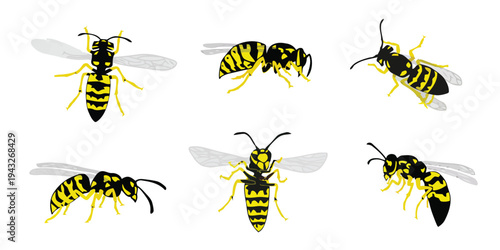 Six yellow and black wasps in different poses on white background