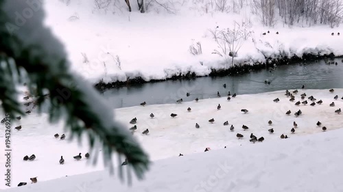 Wild ducks on the snowy shore of an unfrozen pond and snowfal