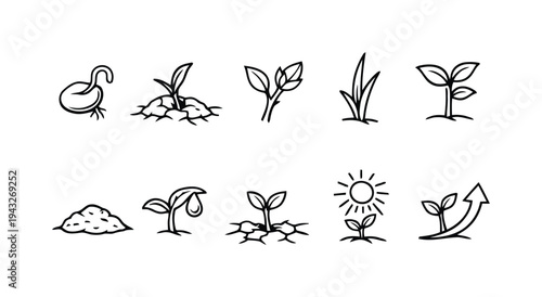 Stages of plant growth from seed to seedling and mature plant illustration