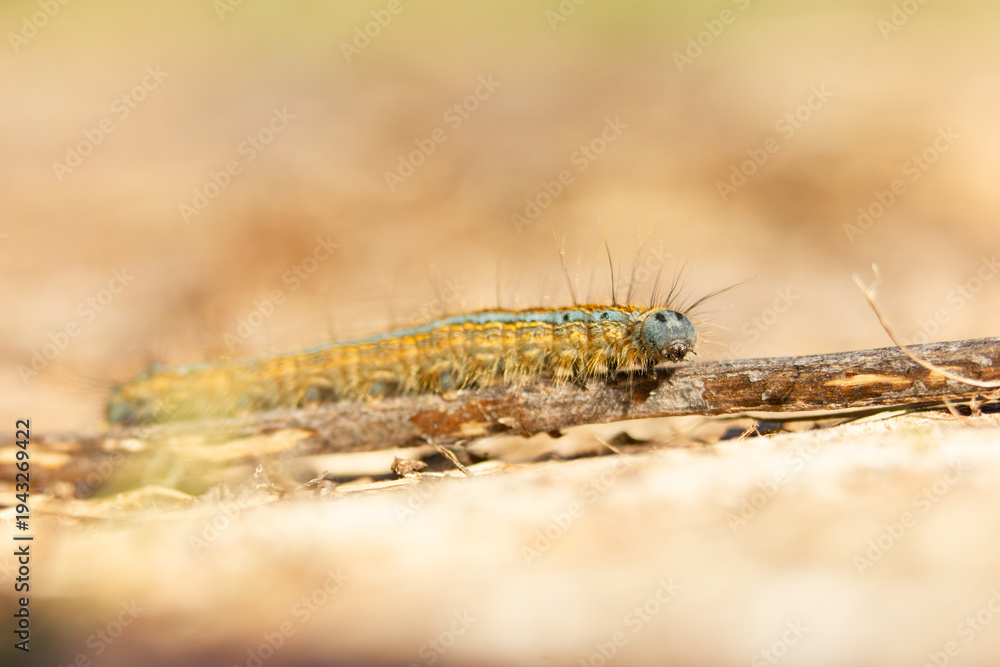 Fototapeta premium Chenille de papillon en macro aux couleurs douces et lumineuses