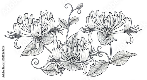 Delicate Honeysuckle Flowers and Leaves Sketch Illustration