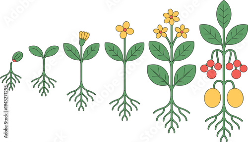 Plant Growth Stages From Sprouting Seed To Maturity With Roots Leaves Yellow Flowers And Red Fruit Vector Illustration.
