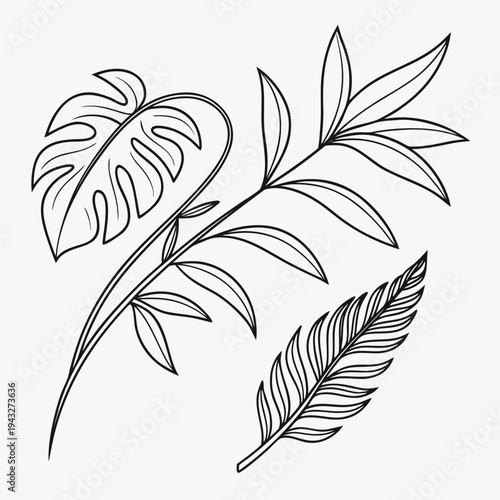 Monstera deliciosa leaf and bamboo branch outline collection for minimalist botanical branding and eco friendly packaging design projects vector set