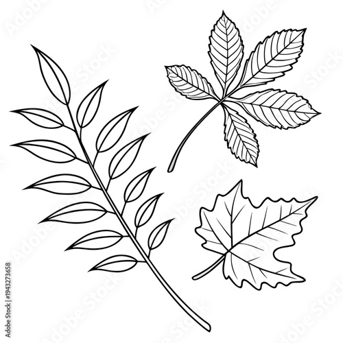 Set of autumn tree leaves, outline sketch style. hand drawn decorative elements for fall season design, Thanksgiving cards, harvest festival