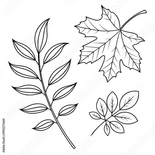 Set of autumn tree leaves, outline sketch style. hand drawn decorative elements for fall season design, Thanksgiving cards, harvest festival