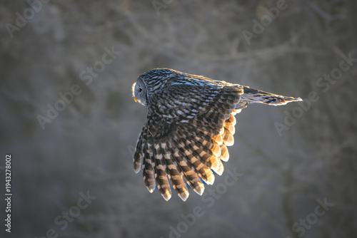 Cuadro en lienzo Ural owl (Strix uralensis) in flight with wings spread against a blurred forest