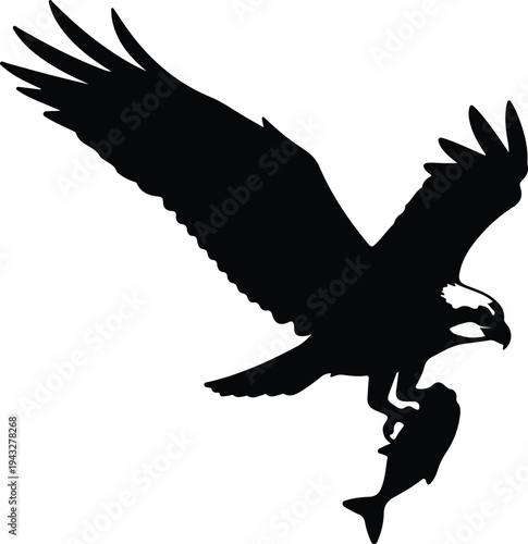 Silhouette osprey bird of prey flying while catching fish vector design