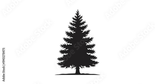 Silhouette of a Lone Evergreen Tree.