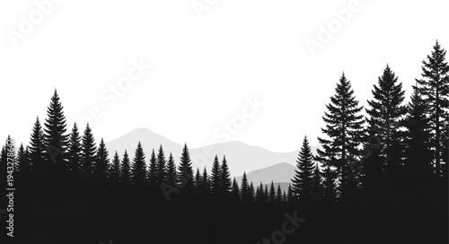 Silhouette of Evergreen Forest Trees.