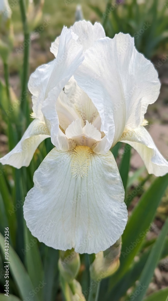 Fototapeta premium White iris flower blooming in garden with green foliage background 