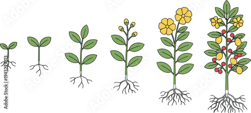Plant Growth Stages From Sprouting Seed To Maturity With Roots Leaves Yellow Flowers And Red Fruit Vector Illustration.
