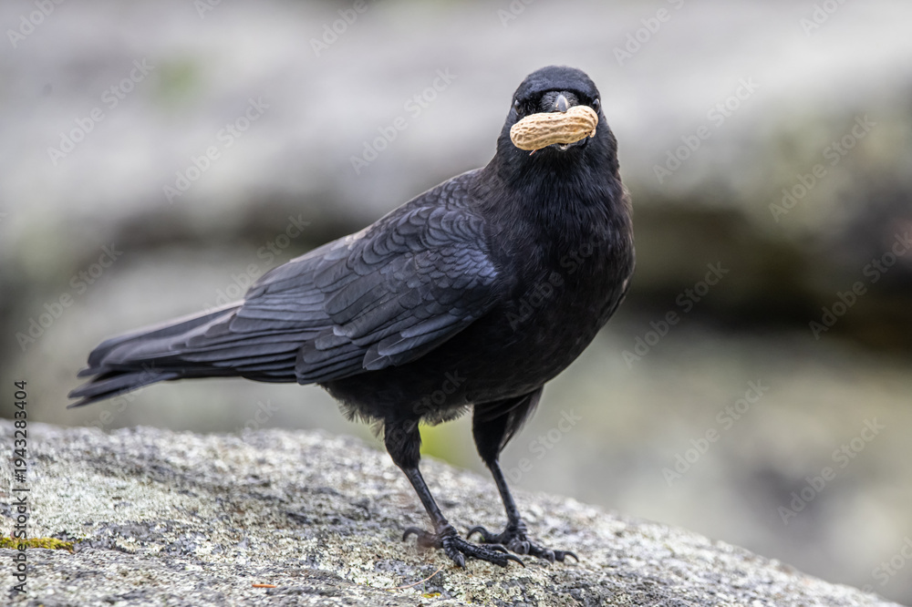 Fototapeta premium Crow with peanut in its mouth 
