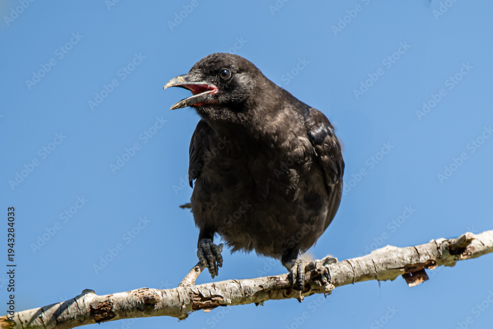Fototapeta premium crow on a branch