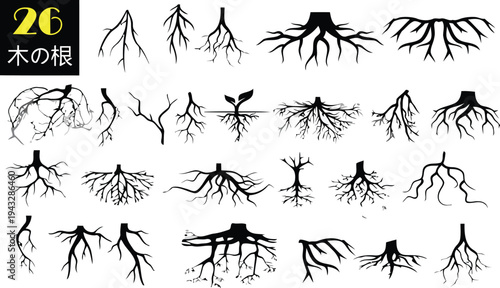 Variety of tree root systems and root structures isolated on white