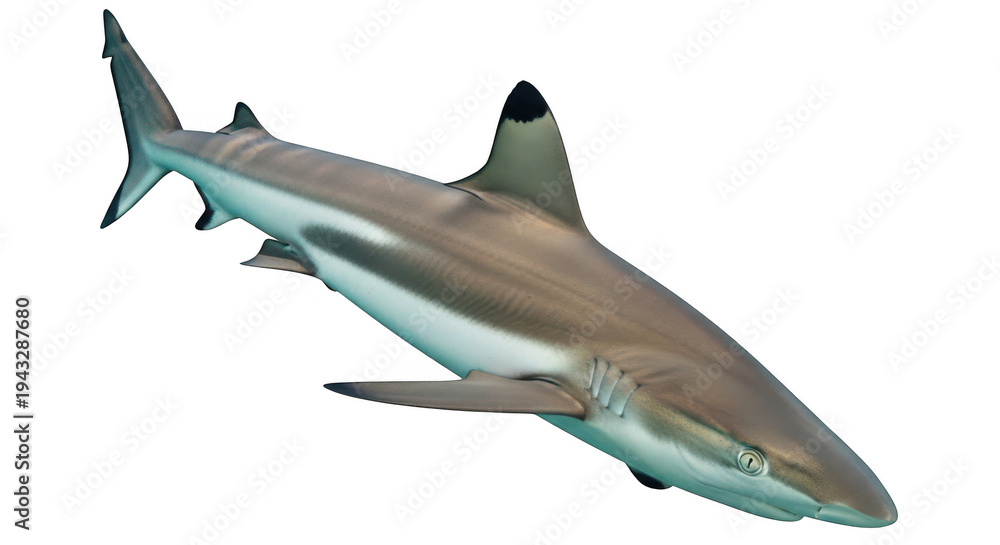 Obraz premium A gray shark swimming in dark waters with a white underbelly and sharp fins