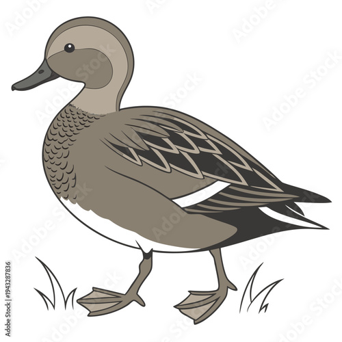 Gadwall Duck Illustration with Detailed Feathers Vector

