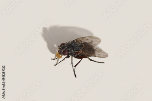 Female False stable fly, Muscina prolapsa blowing bubbles. Family Muscidae. Netherlands, Spring, March.