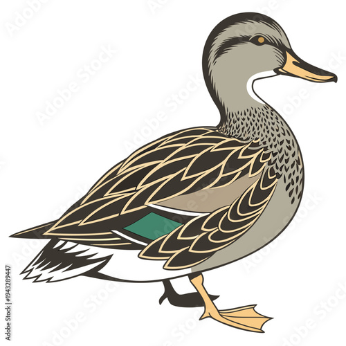 Gadwall Duck Illustration with Detailed Feathers Vector


