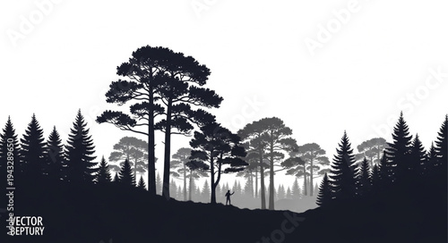 Silhouette of Trees in Forest Landscape.
