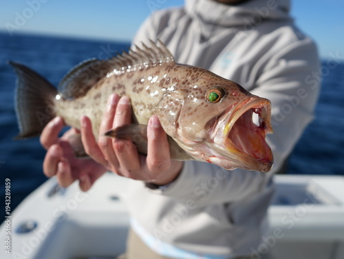 Scamp Grouper close up