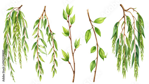 Weeping Willow Branches – Hand Drawn Botanical Hanging Leaves Vector Set