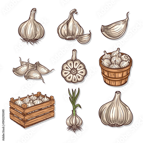 Garlic collection set with whole bulbs cloves and harvest basket vector illustration