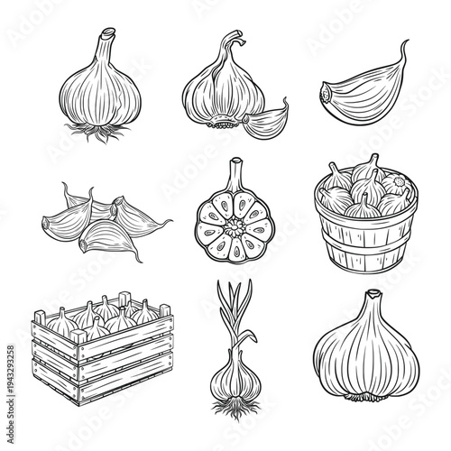 Garlic line art collection set with bulbs cloves and harvest crate vector