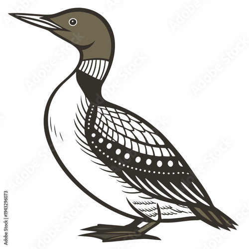 Northern Pintail Duck Illustration Vector

