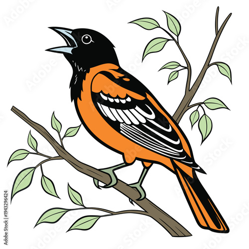 Elegant  Baltimore Oriole Bird Illustration Vector

