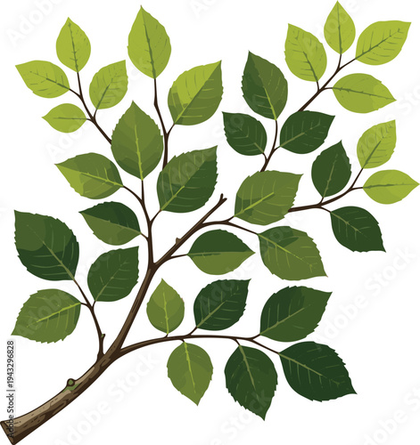 Create a Summer tree branch with fresh green leaves vector art with white background