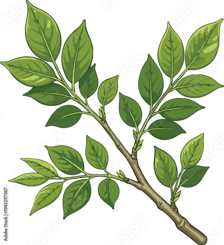 Create a Summer tree branch with fresh green leaves vector art with white background