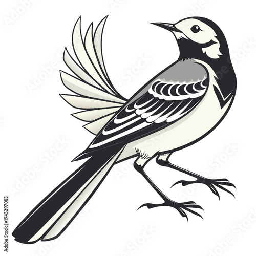 Wagtail Bird Illustration with Yellow Belly Vector

