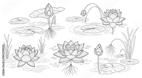 Collection of line art lotus flowers and lily pads in various stages of bloom