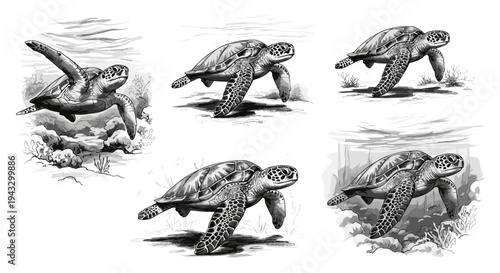 Sea turtles swimming gracefully in clear ocean waters with coral reefs and sandy bottoms