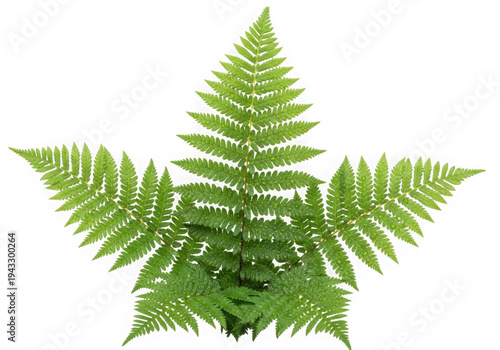 Green fern frond with serrated edges isolated on a transparent background leaf plant