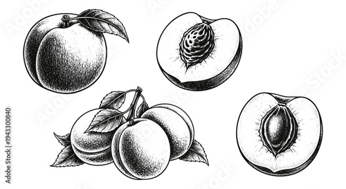 Vintage illustration of ripe peaches with leaves, whole and halved views
