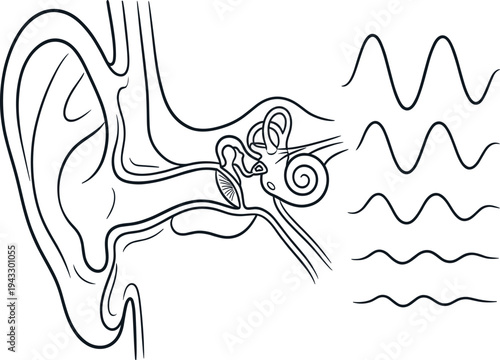 Minimalist line art diagram of the human ear anatomy with sound frequency waves for medical education audiology science and hearing health illustrations