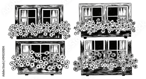 Four charming window boxes overflowing with blooming flowers in a rustic black and white illustration