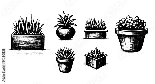 Collection of hand-drawn potted plants and succulents in various containers