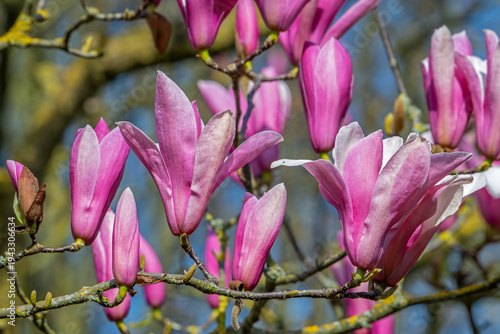 Blooming Magnolia liliiflora / Mulan magnolia / tulip magnolia / lily magnolia showing pink flowers in spring, native to southwest China