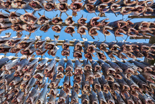 Tableau sur toile Dried cod hanging on wooden racks under clear blue sky in Lofoten, Norway