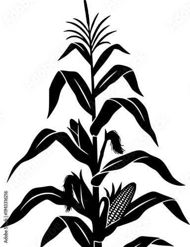 Corn stalk silhouette, Corn tree , corn, Corn stalk vector
