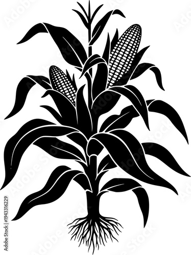 Corn stalk silhouette, Corn tree , corn, Corn stalk vector
