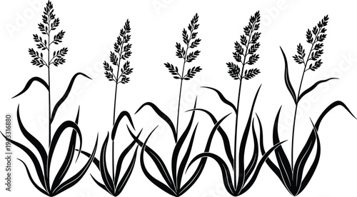 Wild meadow grass and cereal plant silhouette set, botanical nature field elements, cad drawing flat vector illustration, isolated on white