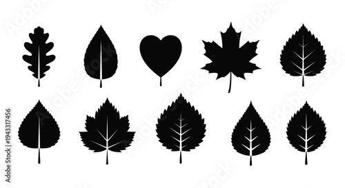 Collection of diverse leaf shapes in a striking black silhouette