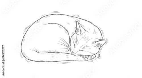 Sleeping Domestic Cat Closeup Portrait.