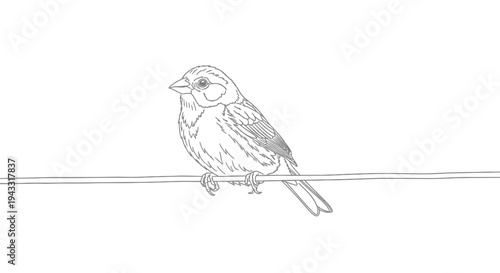 Small Bird Sitting on Wire Alone.