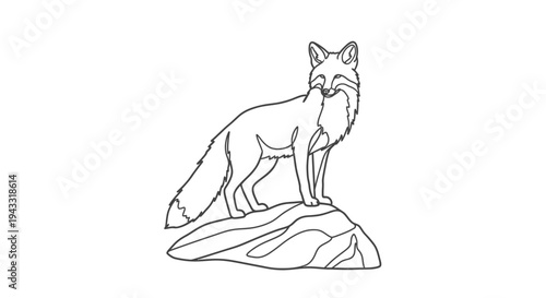 Detailed drawing of a red fox.