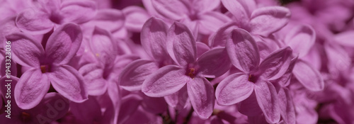 Soft pink lilac blossoms fill the frame in a close-up composition, showcasing...