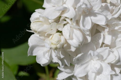 Close-up view of clustered white flowers and buds showing delicate layered pe...